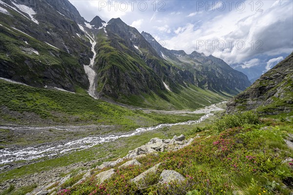 Green mountain valley Floitengrund with mountain stream Floitenbach and blooming alpine roses, Berliner Hoehenweg, Zillertal Alps, Tyrol, Austria, Europe