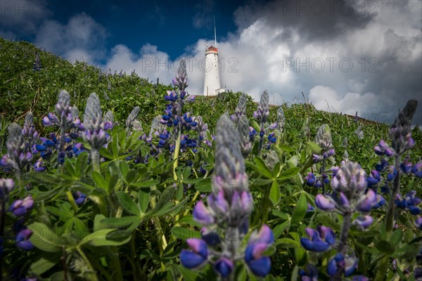 Lupines in front of Reykjanes lighthouse Reykjanesviti on Baejarfell, Reykjanes peninsula, near Reykjavik, Iceland, Europe