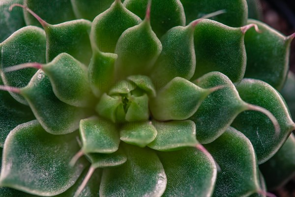 Macro of succulent cactus belonging to the family of Crassulaceae