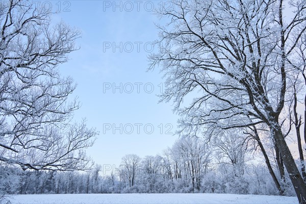 Snowy winter landscape near Polling an der Ammer. Polling, Paffenwinkel, Upper Bavaria, Germany, Europe