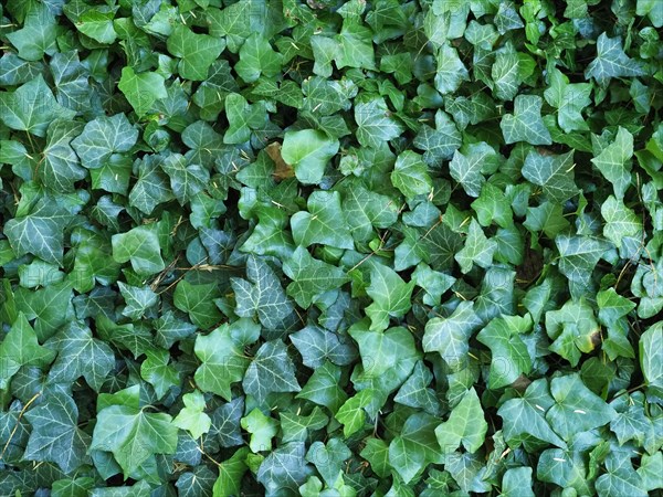 Ivy plant background