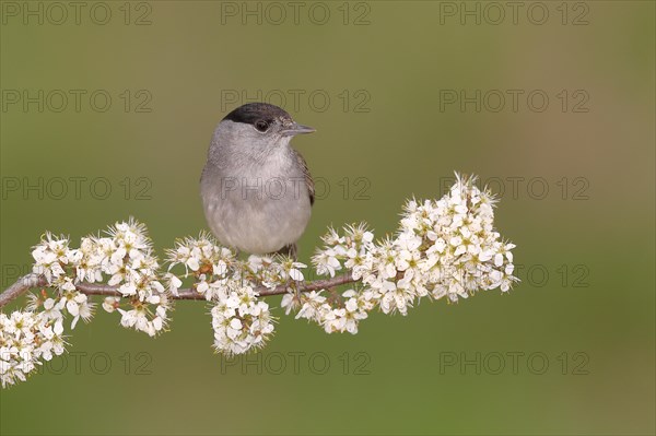 Blackcap (Sylvia atricapilla), male, sitting in flowering blackthorn (Prunus spinosa), animals, birds, migratory bird, songbird, spring, North Rhine-Westphalia, Germany, Europe