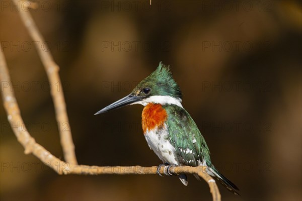 Amazon kingfisher (Chloroceryle amazona) Pantanal Brazil