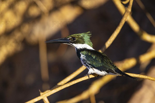 Amazon kingfisher (Chloroceryle amazona) Pantanal Brazil