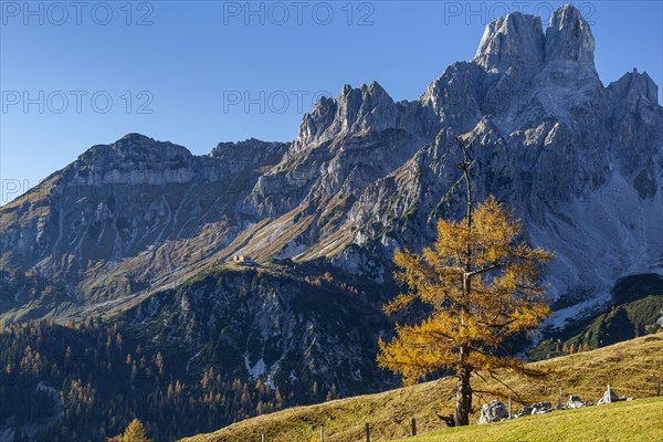 Golden larch on alpine pasture in front of rugged mountains, autumn, autumn colours, Bischofsmuetze, Dachstein mountains, Austria, Europe
