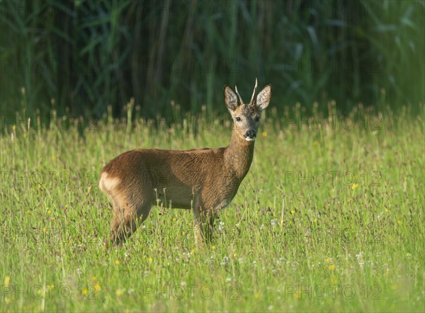 European roe deer (Capreolus capreolus), roebuck standing in a meadow and looking attentively, wildlife, Lower Saxony, Germany, Europe