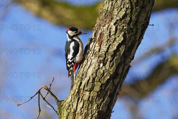 Great spotted woodpecker (Dendrocopos major), male sitting on a branch, Schleswig-Holstein, Germany, Europe