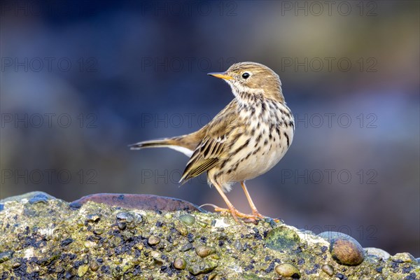 Meadow Pipit, Heligoland