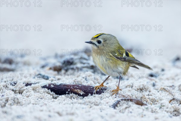 Goldcrest Heligoland