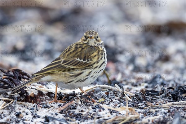 Meadow Pipit, Heligoland