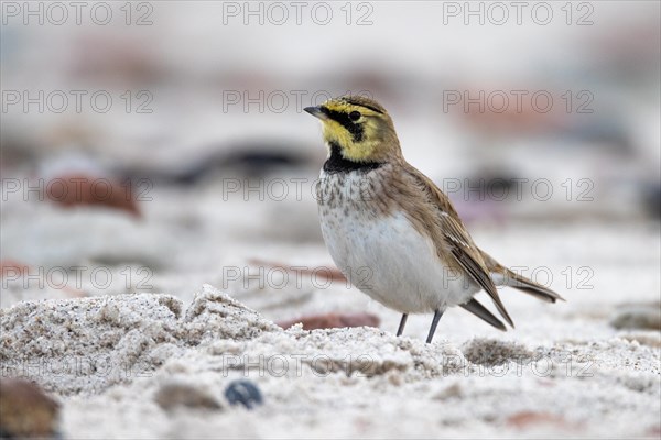 Horned lark, Heligoland