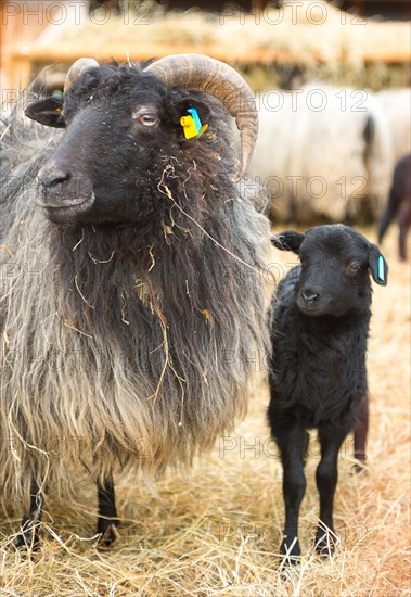 A black lamb next to a full-grown domestic sheep (Ovis gmelini aries) or Lueneburger Heidschnucken with dark head and long coat, portrait with identification marks in the ears, Schnucken stable Amelinghausen, Lueneburg Heath nature park Park, Lower Saxony, Germany, Europe