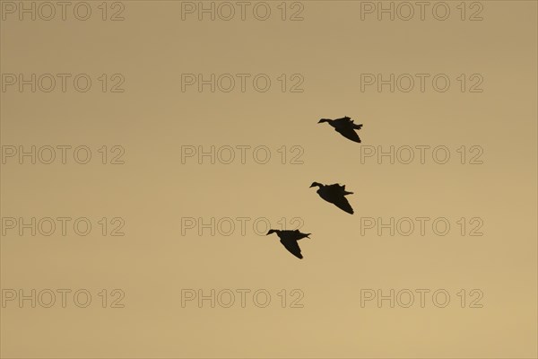 Pink-footed goose (Anser brachyrhynchus) three adult geese in flight at sunset, Norfolk, England, United Kingdom, Europe