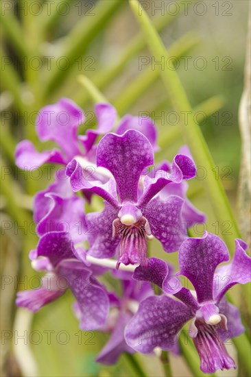 Purple vanda orchid flower in botanical garden, selective focus, copy space, malaysia, Kuching orchid park