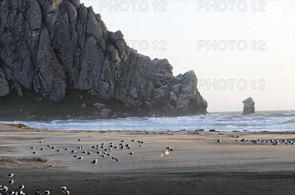 On the beach near Morro Bay, Pacific Ocean, California, USA, North America