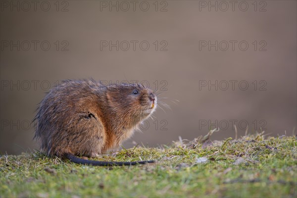 Water vole (Arvicola amphibius) adult animal on a river bank, Derbyshire, England, United Kingdom, Europe