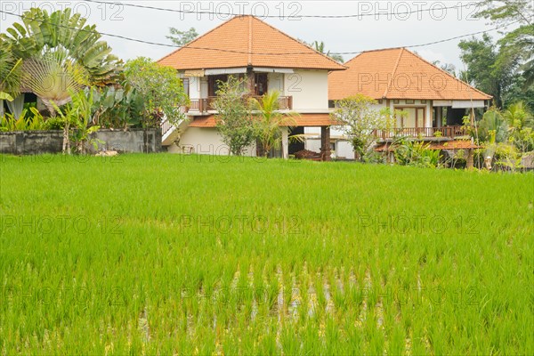 Rice terraces, Campuhan ridge walk, Bali, Indonesia, track on the hill with grass, large trees, jungle and rice fields. Travel, tropical, Ubud, Asia