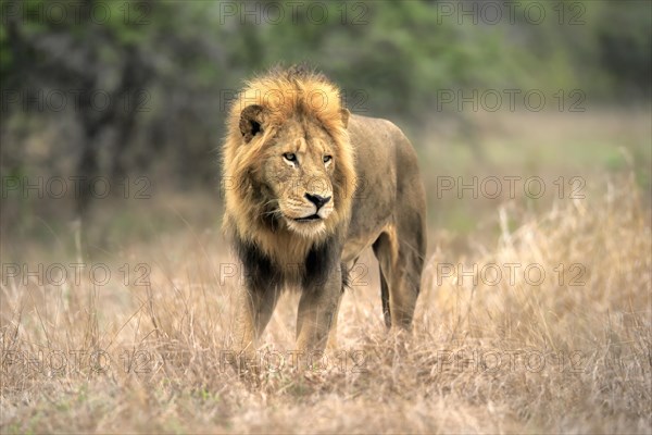 Lion (Panthera leo), adult, male, stalking, vigilant, Sabi Sand Game Reserve, Kruger National Park, Kruger National Park, South Africa, Africa