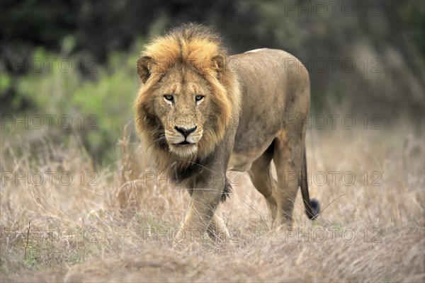 Lion (Panthera leo), adult, male, stalking, vigilant, Sabi Sand Game Reserve, Kruger National Park, Kruger National Park, South Africa, Africa