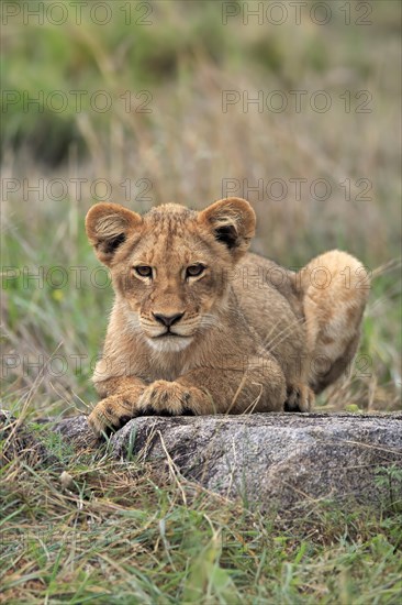Lion (Panthera leo), young, alert, sitting, Sabi Sand Game Reserve, Kruger National Park, Kruger National Park, South Africa, Africa