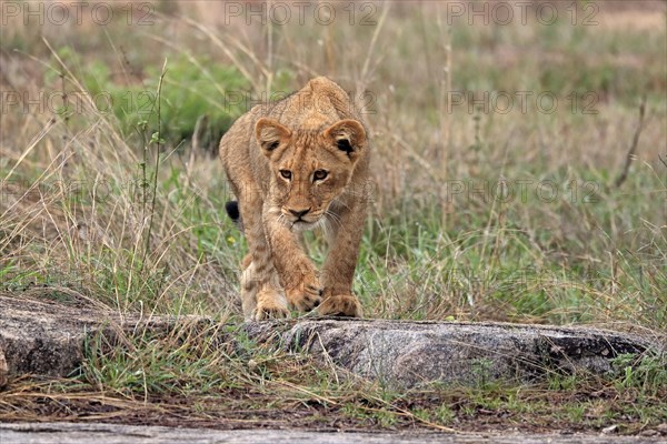 Lion (Panthera leo), young, stalking, alert, Sabi Sand Game Reserve, Kruger National Park, Kruger National Park, South Africa, Africa