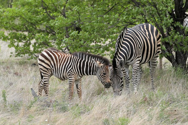 Burchell's zebra (Equus quagga burchelli), adult, female, young animal, mother with young animal, feeding, Kruger National Park, Kruger National Park, South Africa, Africa