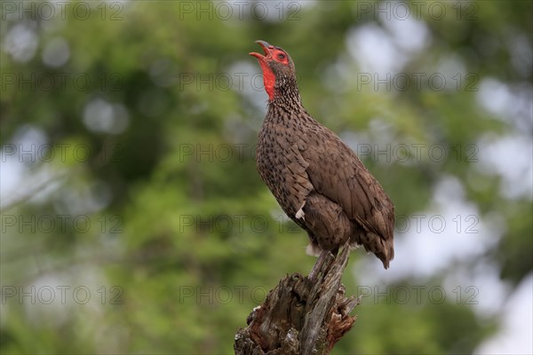 Swainson's spurfowl (Pternistis swainsonii), adult, on wait, calling, Kruger National Park, Kruger National Park, South Africa, Africa