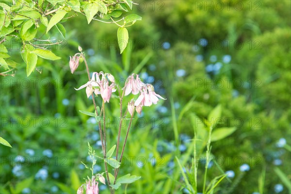 Beautiful columbine or aquilegia pink flowers in the garden, selective focus