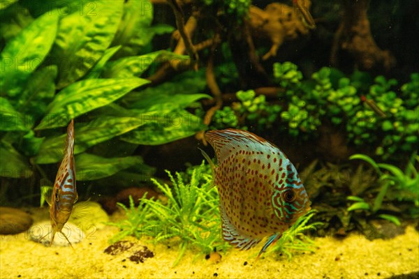 Colorful Discus fish floating in the aquarium with decorative water plants background