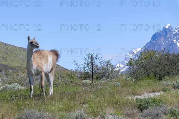 Guanaco (Llama guanicoe), Huanako, Torres del Paine National Park, Patagonia, End of the World, Chile, South America