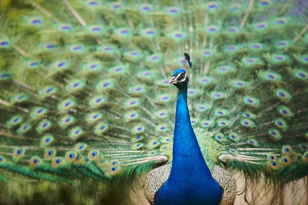 Indian peafowl (Pavo cristatus) doing a cartwheel, spreading its feathers, eyes, France, Europe