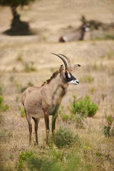 Roan Antelope (Hippotragus equinus) in the dessert, captive, distribution Africa