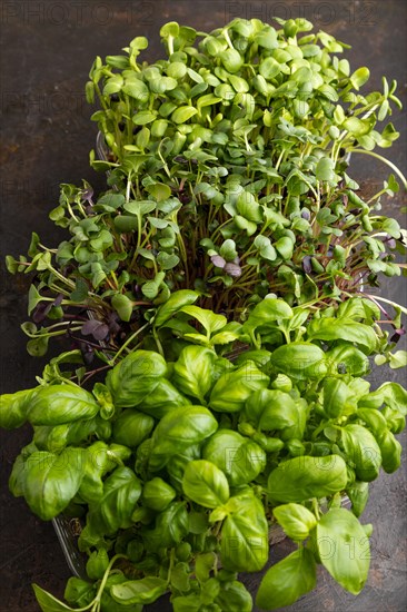 Set of boxes with microgreen sprouts of purple and green basil, sunflower, radish on black concrete background. Side view, close up