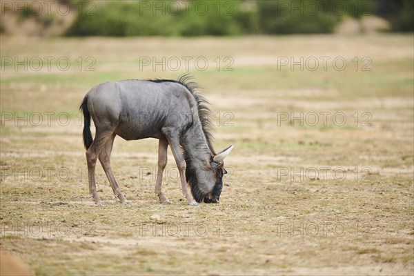 Blue wildebeest (Connochaetes taurinus) in the dessert, captive, distribution Africa