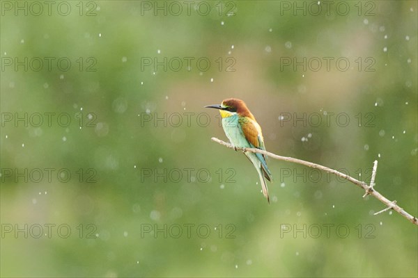 European bee-eater (Merops apiaster) sitting on a branch, France, Europe