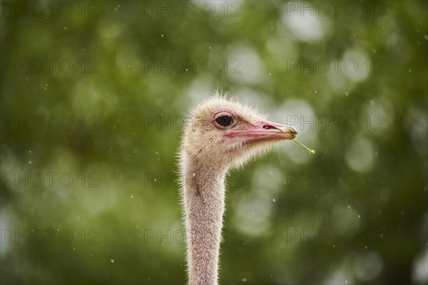 Common ostrich (Struthio camelus), portrait, captive, distribution Africa