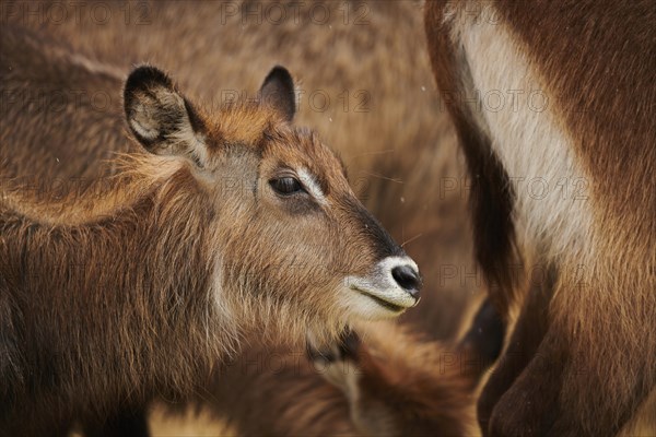 Waterbuck (Kobus defassa), portrait, captive, distribution Africa