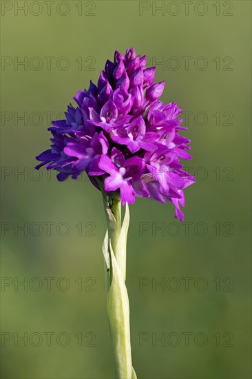 Pyramidal Orchids, dogbane