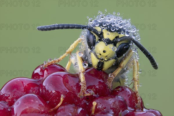 A wasp covered with dewdrops sits on a blackberry