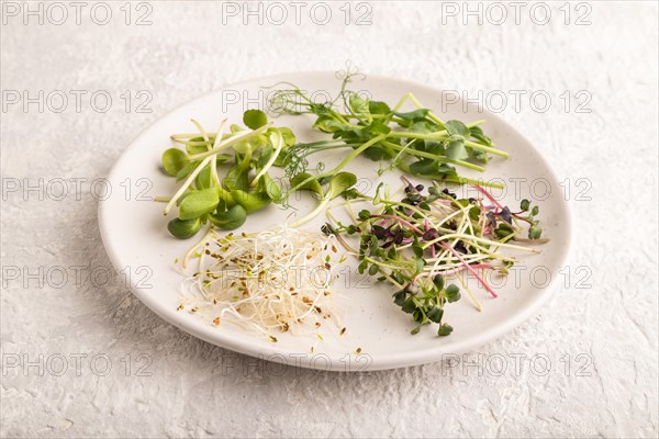 White ceramic plate with microgreen sprouts of green pea, sunflower, alfalfa, radish on gray concrete background. Side view, close up