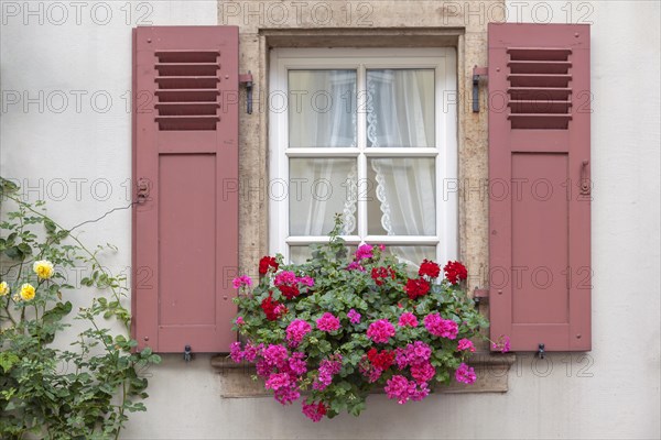 Muntin windows with red shutters, floral decoration, Palatinate, Rhineland-Palatinate, Germany, Europe