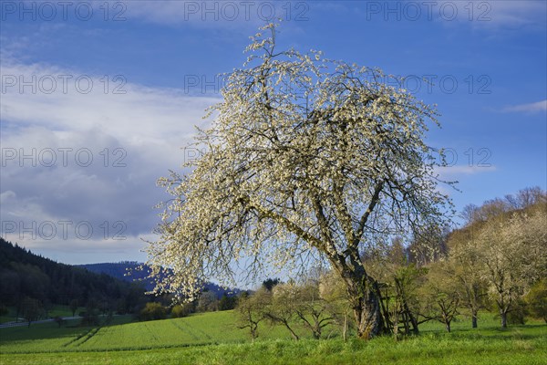 Landscape with a white blossoming fruit tree in a meadow in spring, the sky is blue, the sun is shining. Between Neckargemuend and Wiesenbach, Rhine-Neckar district, Kleiner Odenwald, Baden-Wuerttemberg, Germany, Europe