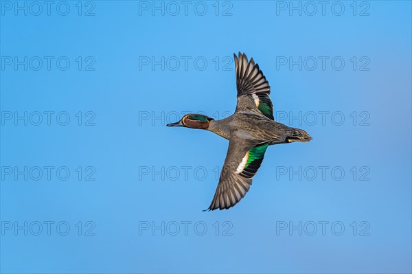 Eurasian Teal, Anas crecca, male in flight on blue sky