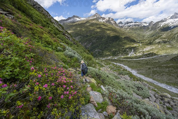 Mountaineers on a hiking trail with blooming alpine roses in front of a picturesque mountain landscape, rocky mountain peaks with snow, valley Zemmgrund with Zemmbach, mountain panorama with summit Zsigmondyspitze and Ochsner, Berliner Hoehenweg, Zillertal Alps, Tyrol, Austria, Europe