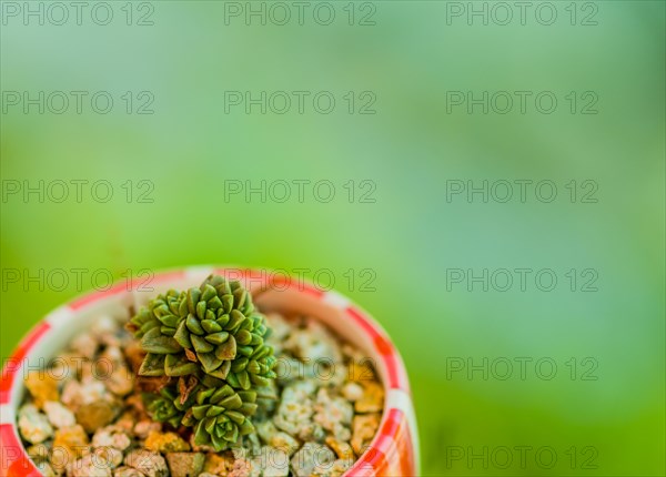 Closeup of green succulent cactus in bowl of pebbles with blurred background
