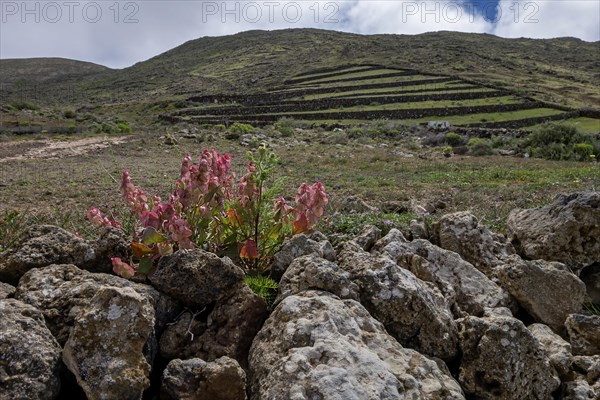 Landscape on Lanzarote, in the foreground bladder dock (Rumex vesicarius), Lanzarote, Canary Island, Spain, Europe