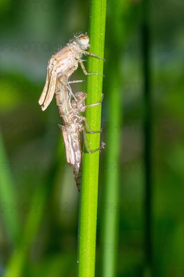 Large red damselfly (Pyrrhosoma nymphula) or Early Adonis dragonfly hatching, hatching on a rush stalk, macro photo, close-up, Bockelsberger Teiche, Lueneburg, Lueneburg Heath, Lower Saxony, Germany, Europe