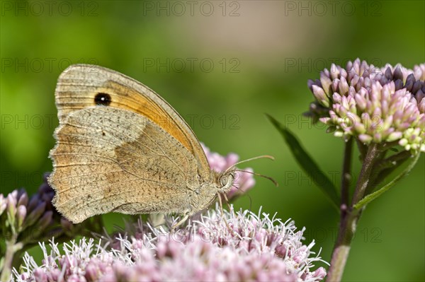 Large heath (Coenonympha tullia), foraging, Gahlen, North Rhine-Westphalia, Germany, Europe