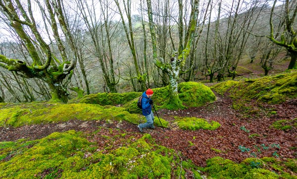 A male hiker walking on a trail in a beech forest in the mountains. Liberty sensation