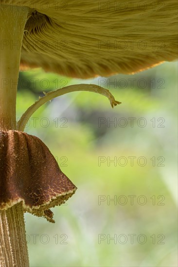 Pilz Detail, Mindelheim, Unterallgaeu, Bavaria, Germany, Europe